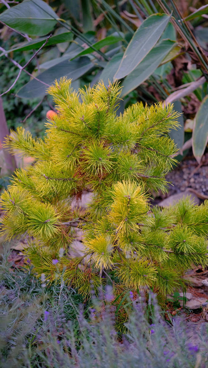 1. фото - наша чемпионка Pinus Contorta Chief Joseph