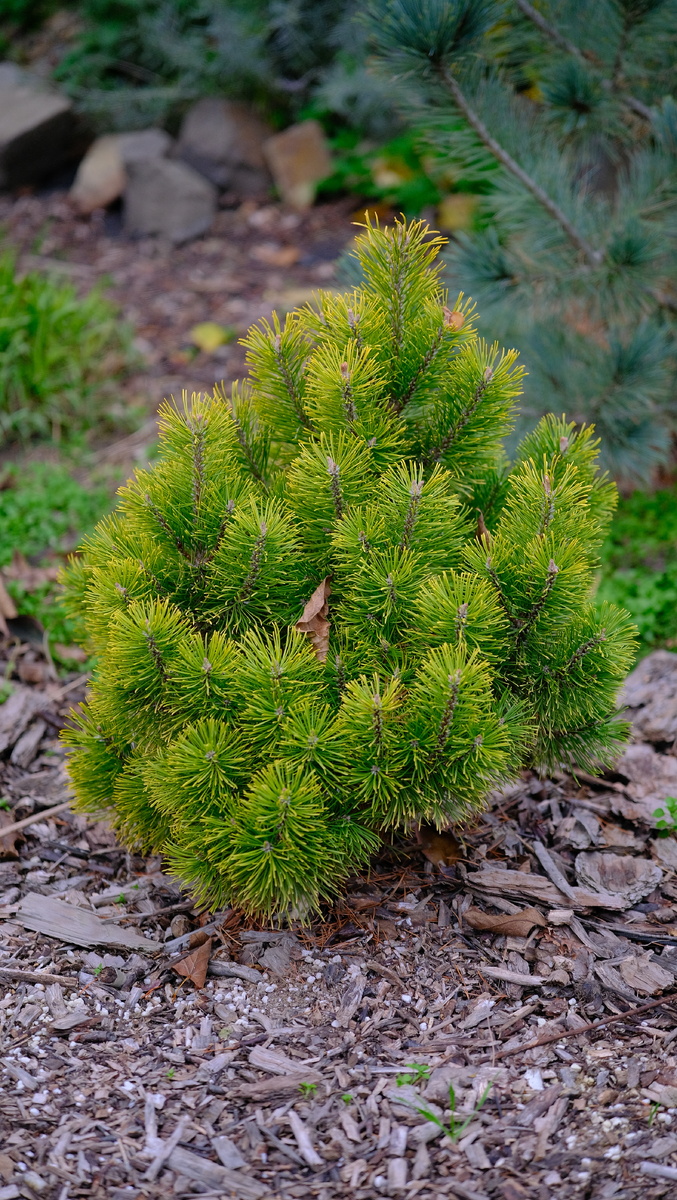 2. Pinus mugo Little Goldstar