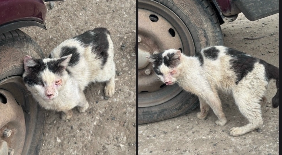 Срочно!!! Экстренному котику нужна наша помощь, нужны средства, нужна жизнь!