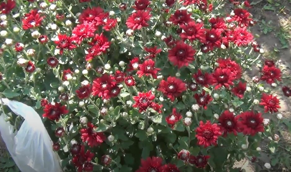 Наша мультифлора