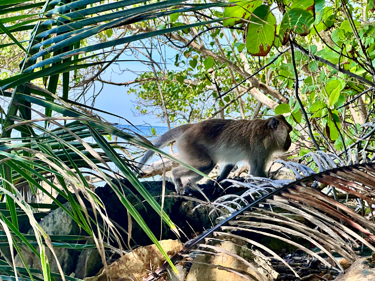 Крадется обезьяна на острове Ко Чанг в Таиланде.