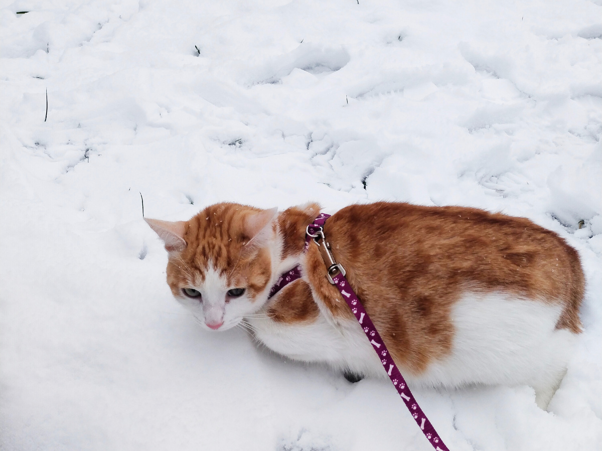 Встреча с первым снегом