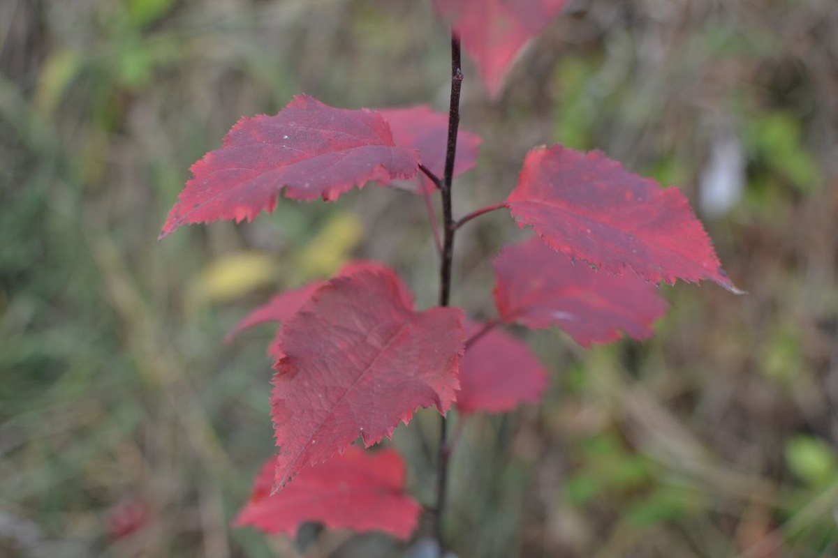 Декоративная яблонька из семян в конце сентября. Две фотографии