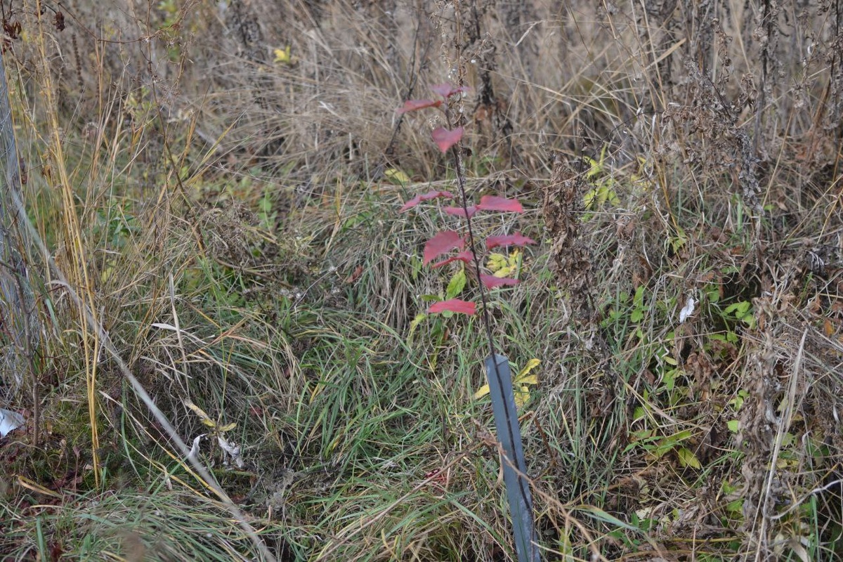 Это самый большой экземпляр. Листва весь сезон была красноватая, а осенью стала такой ослепительно красивой