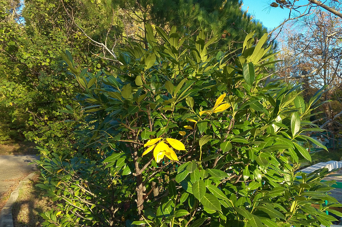 Начало октября, и всего пара жёлтых листов 