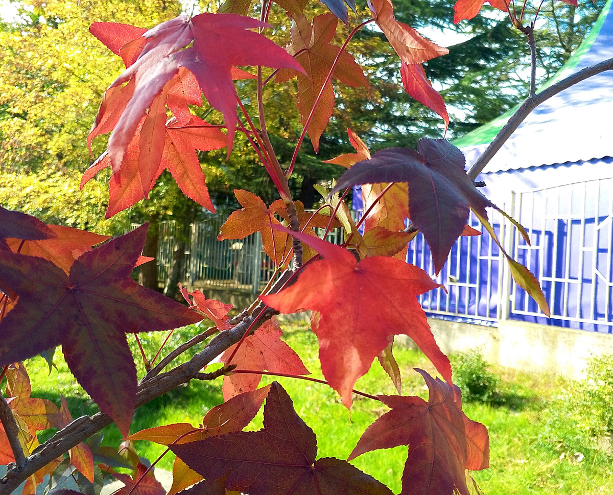 Похож на клен, но с другими плодами))