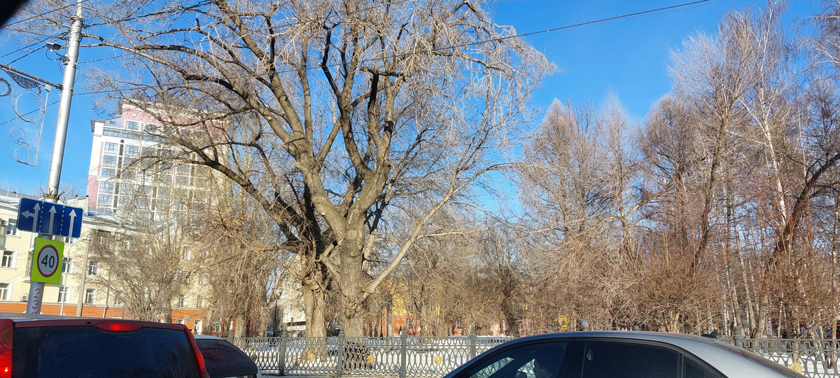 Такое раскидистое дерево в сквере на пл. Октября. Снегу почти нет. Солнечно.