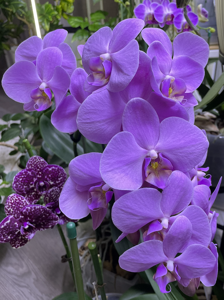 Моя самая взрослая орхидея в коллекции Розовая Перламутровая красавица. Орхидеи С Еленой Кузнецовой