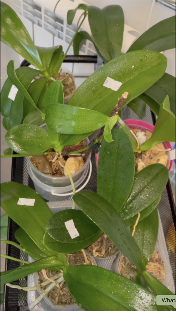 Азиатские подростки во мху. Орхидеи С Еленой Кузнецовой