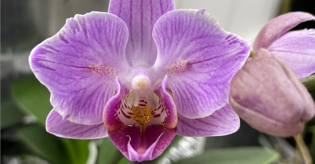 САЛИЦИЛАТ АММОНИЯ - живительный коктейль для орхидей