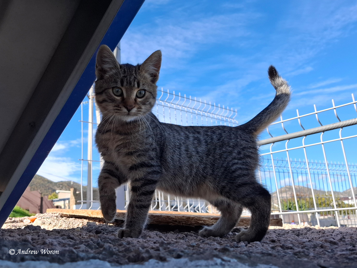 Котик на автовокзале в Судаке