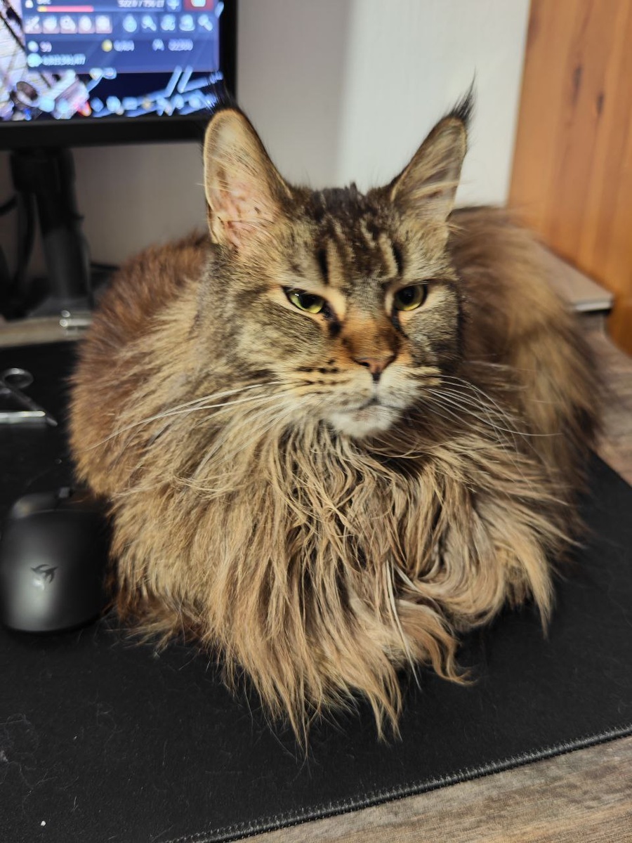 Лежу у Грозного у светяшки. А то чего он!