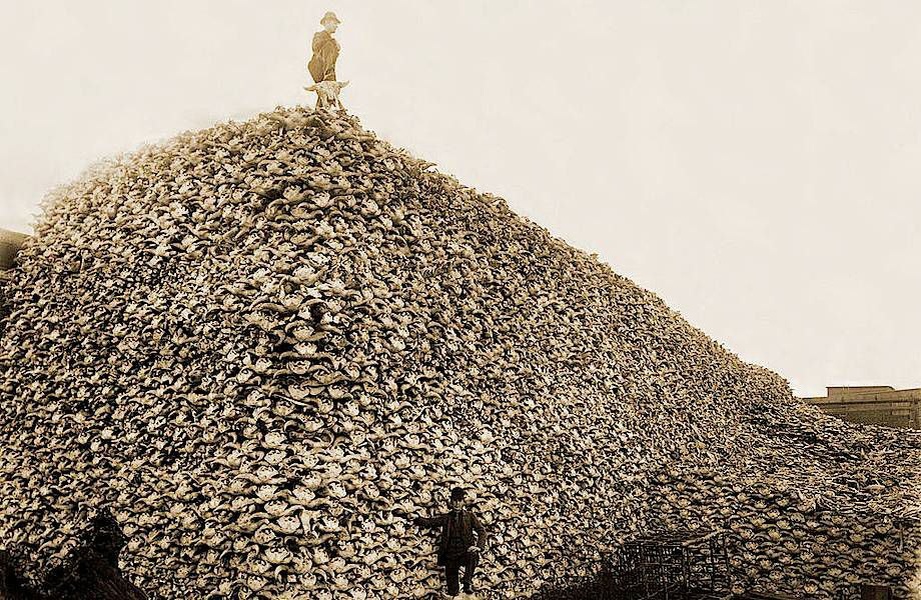 Гора из бизоньих черепов, что-то подобное, но при этом менее масштабное, можно увидеть у Верещагина