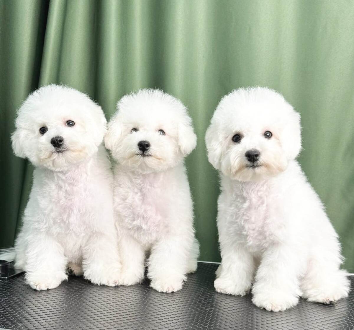 Щенки бишон фризе от заводчика Юлии Петровой