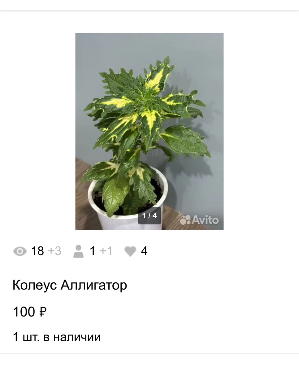 Фото автора.