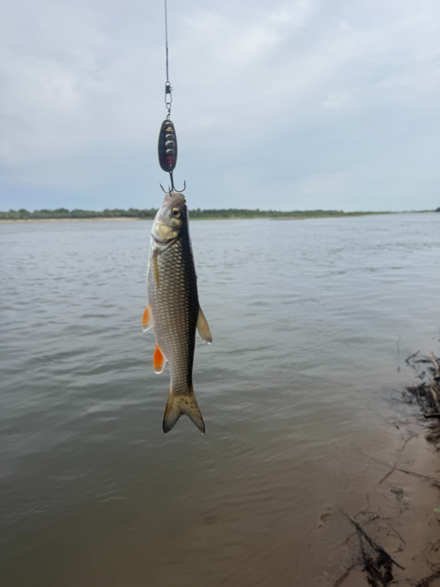 Малыш Голавлик.