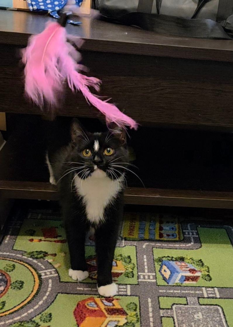 Звездочка-Мурка