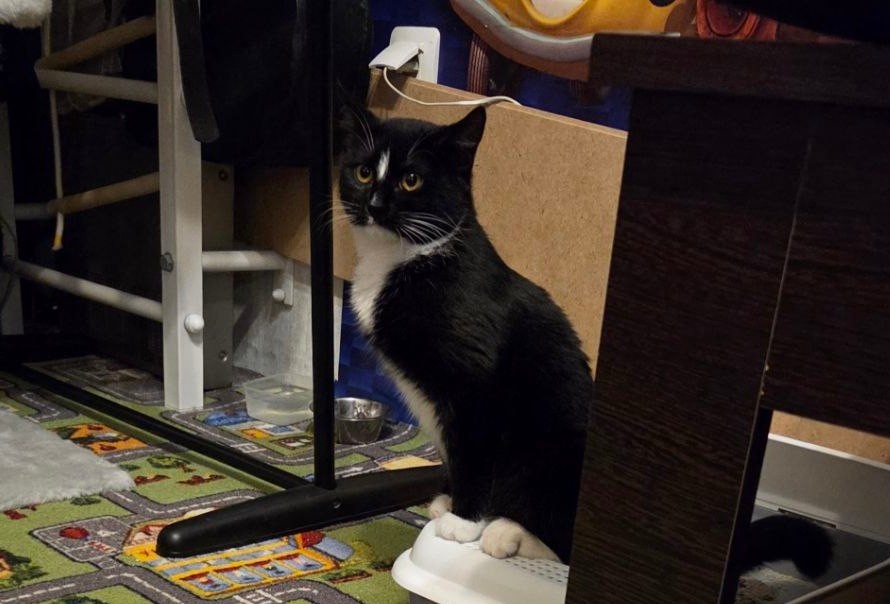 Таня говорит, что эта кошь даже на лотке сидит, как Мурзик