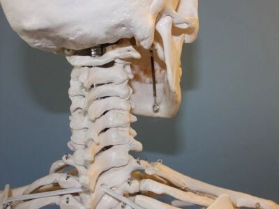    Исследователи научились лечить переломы позвоночника подкожным жиром