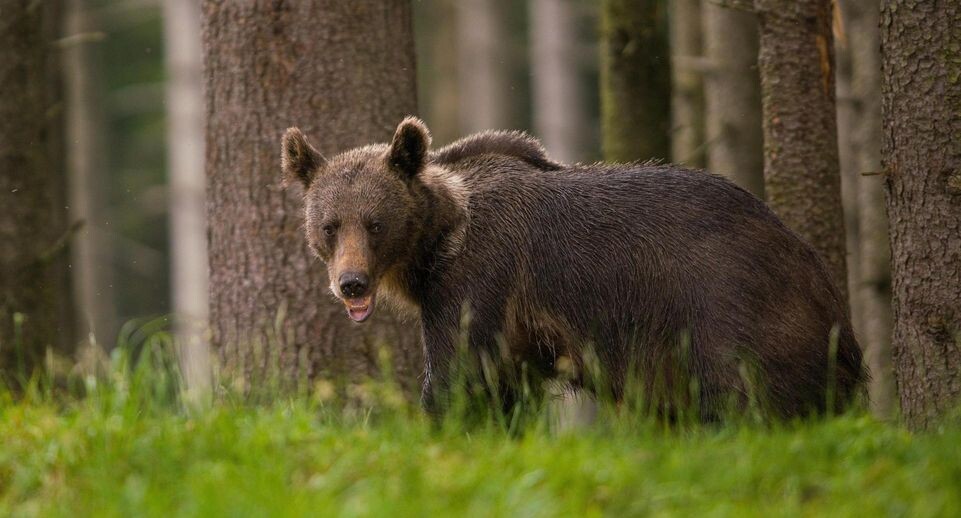    Matthias Delle/http://imagebroker.com/#/search/ / www.globallookpress.com