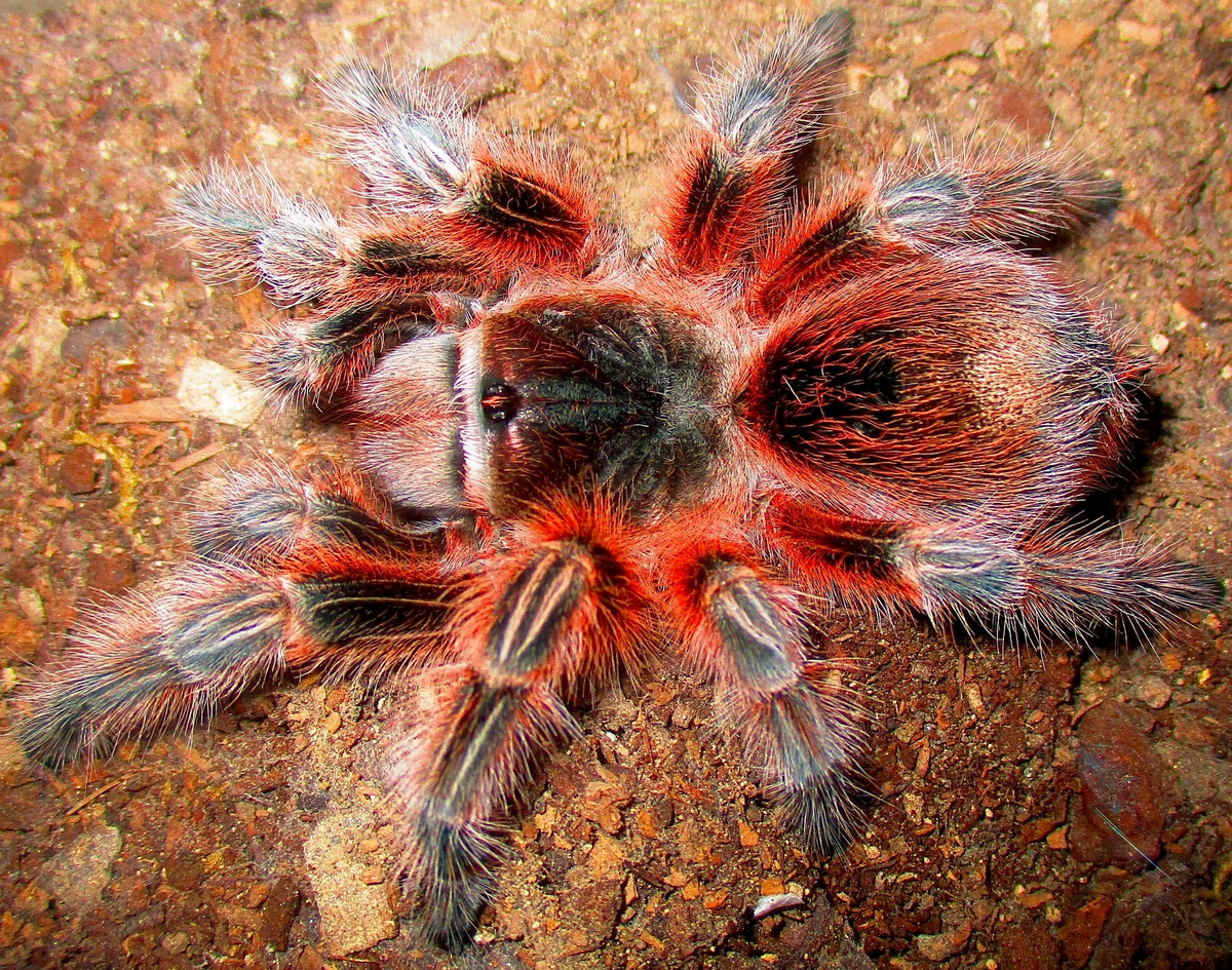 Grammostola. Фото из интернета