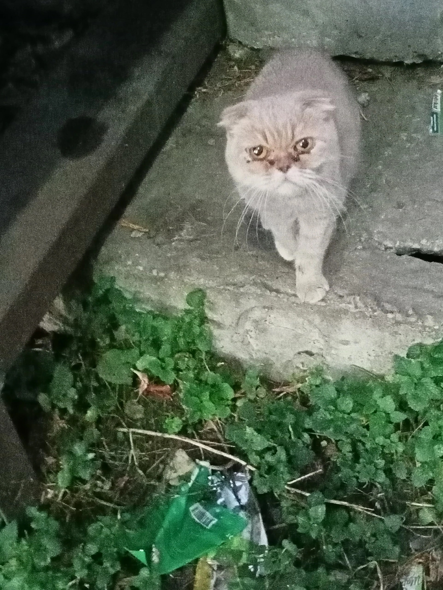 Нашли на улице 2 года назад