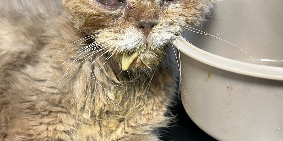 Мы в тысячный раз просим помочь. Старушке очень нужна помощь