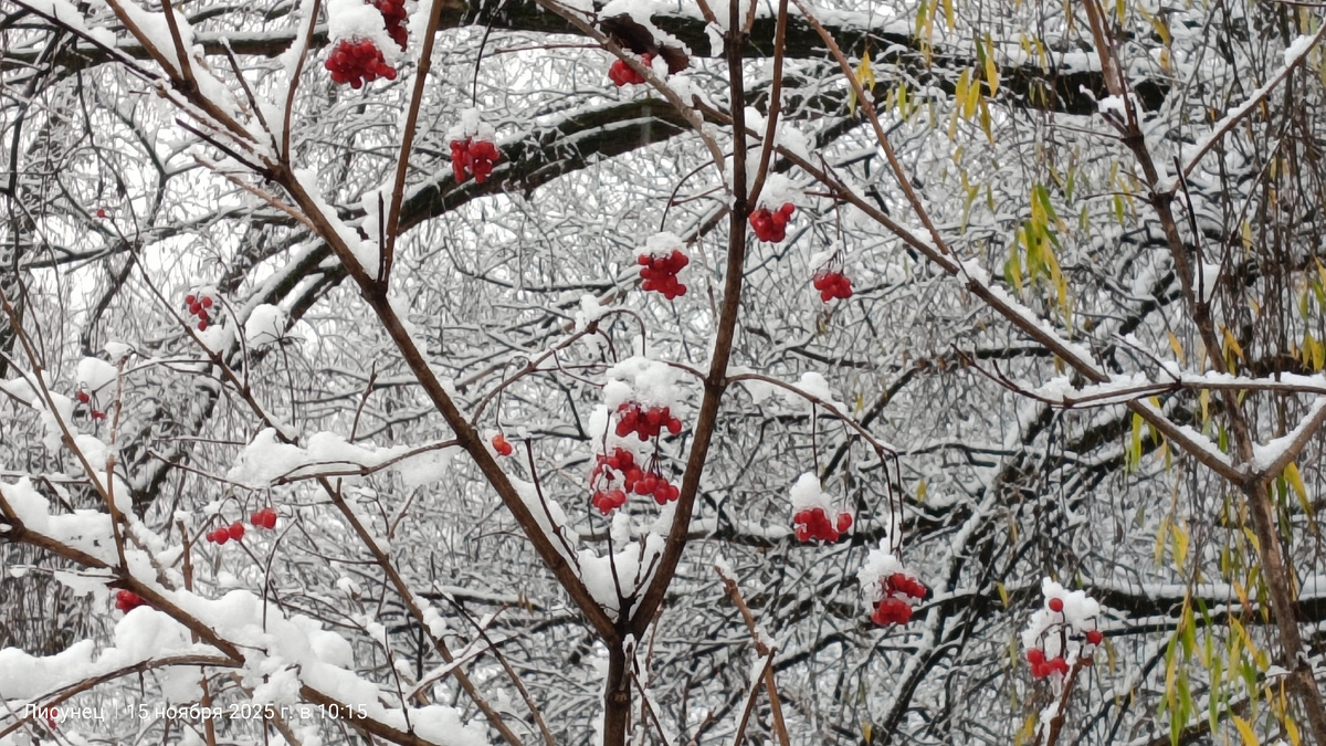 Калина. Фото от автора