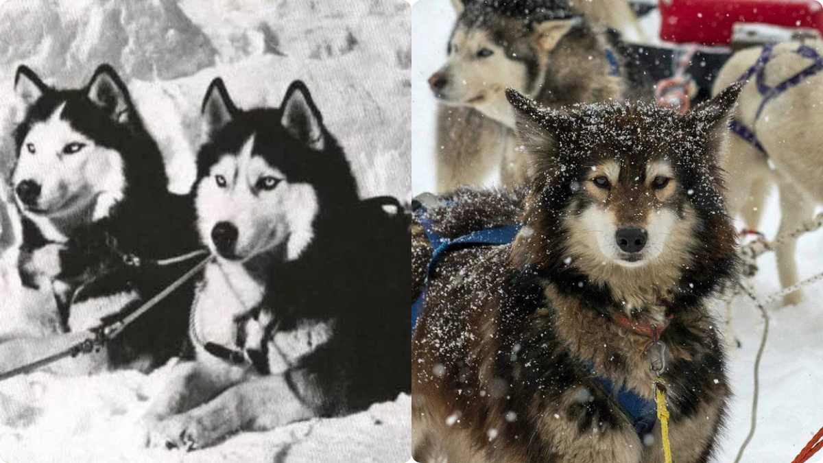 Ездовые собаки