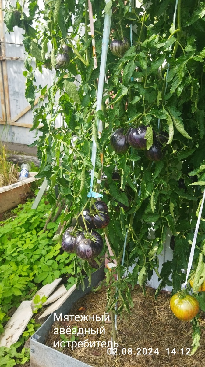 2 августа 24 год