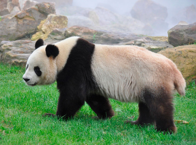Эволюция внешнего вида: как панда стала такой, какой мы ее знаем?