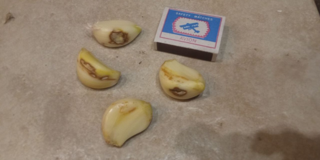 Гниёт чеснок, что делать?