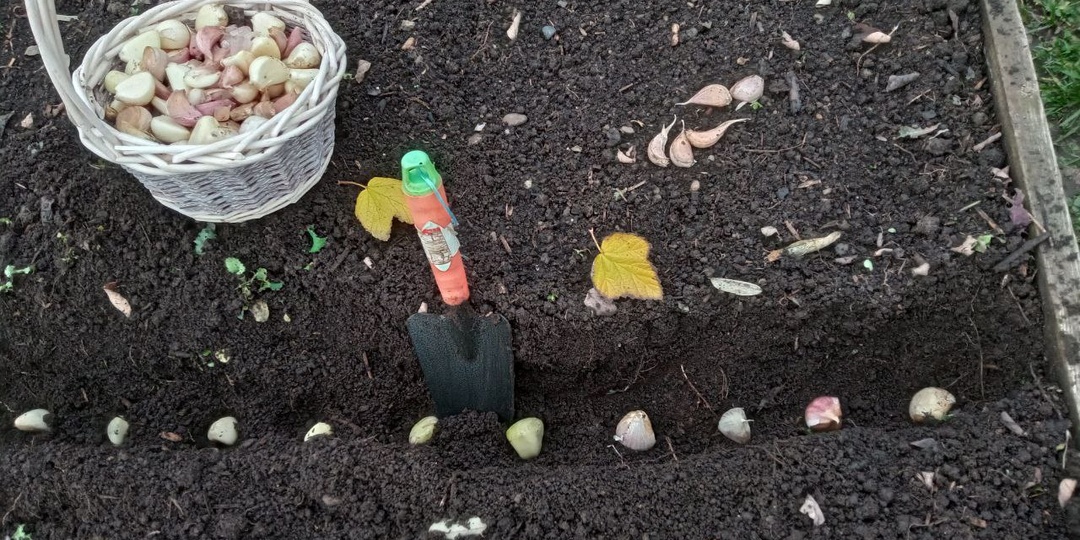 Чеснок пророс в ноябре. Что дальше?