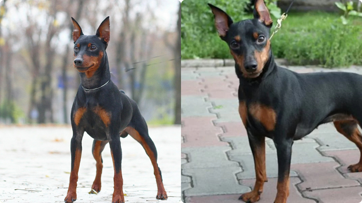 Цвергпинчер