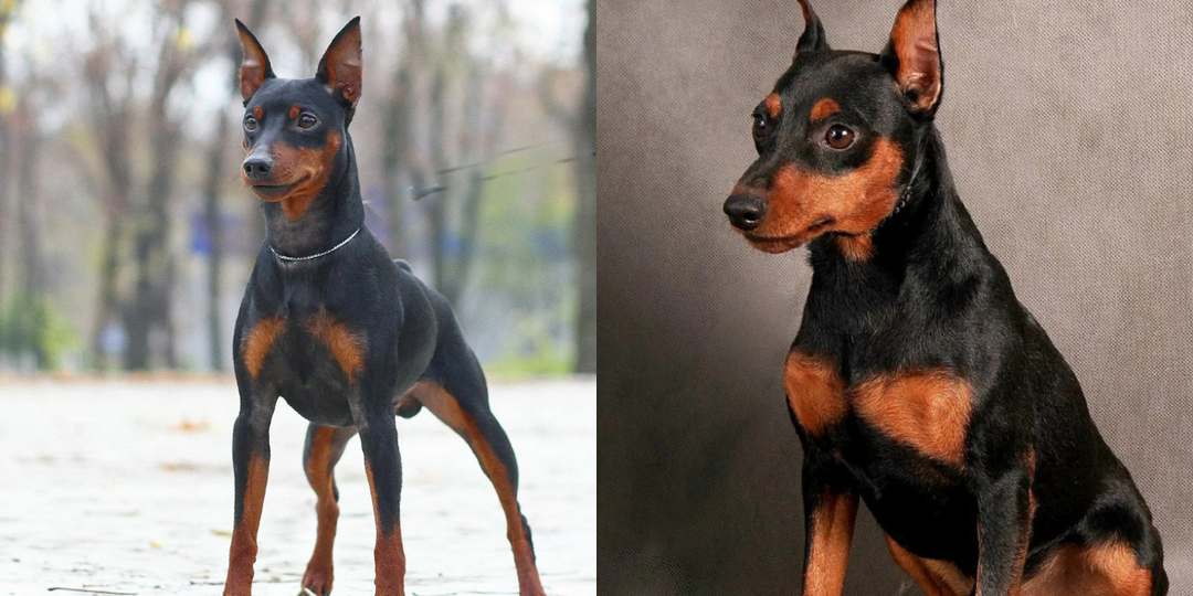 Миниатюрный доберман: 10 интересных фактов про цвергпинчера
