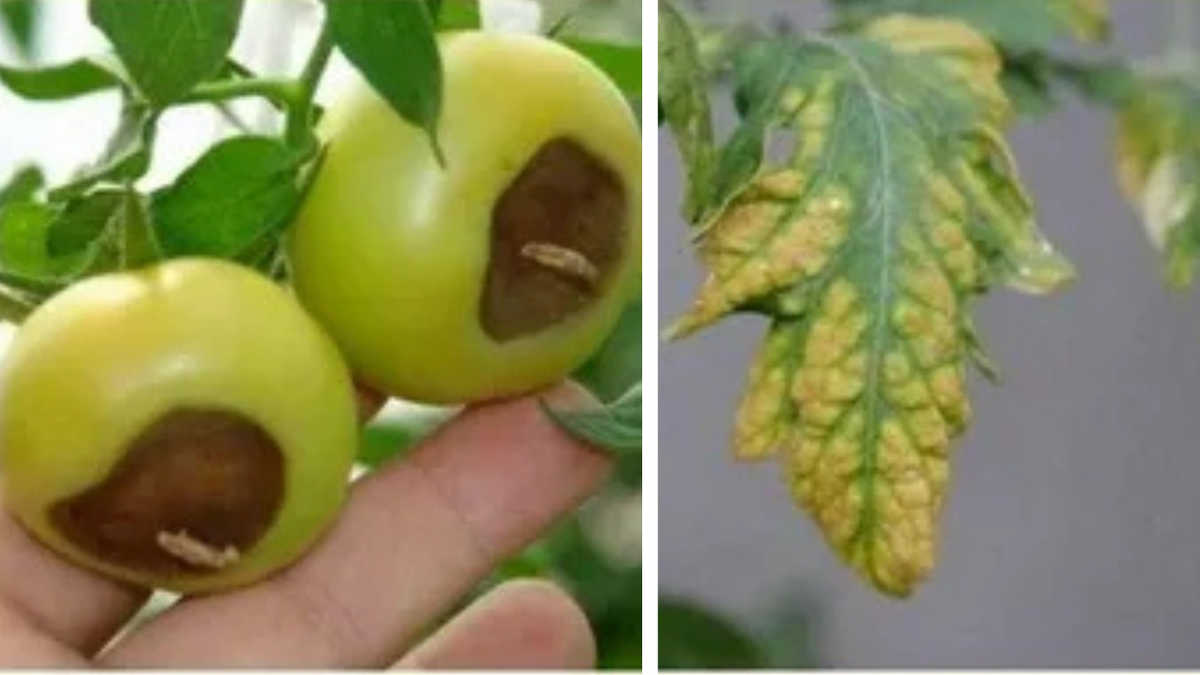 Нехватка кальция у растений