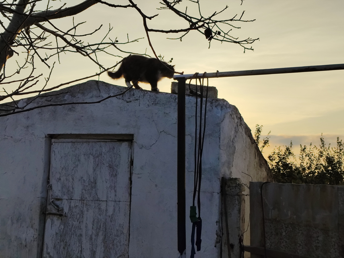 Все животные по очереди забираются на эту крышу...