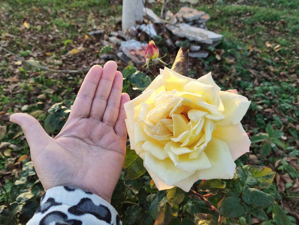 На самом деле ладонь сильно меньше цветка...