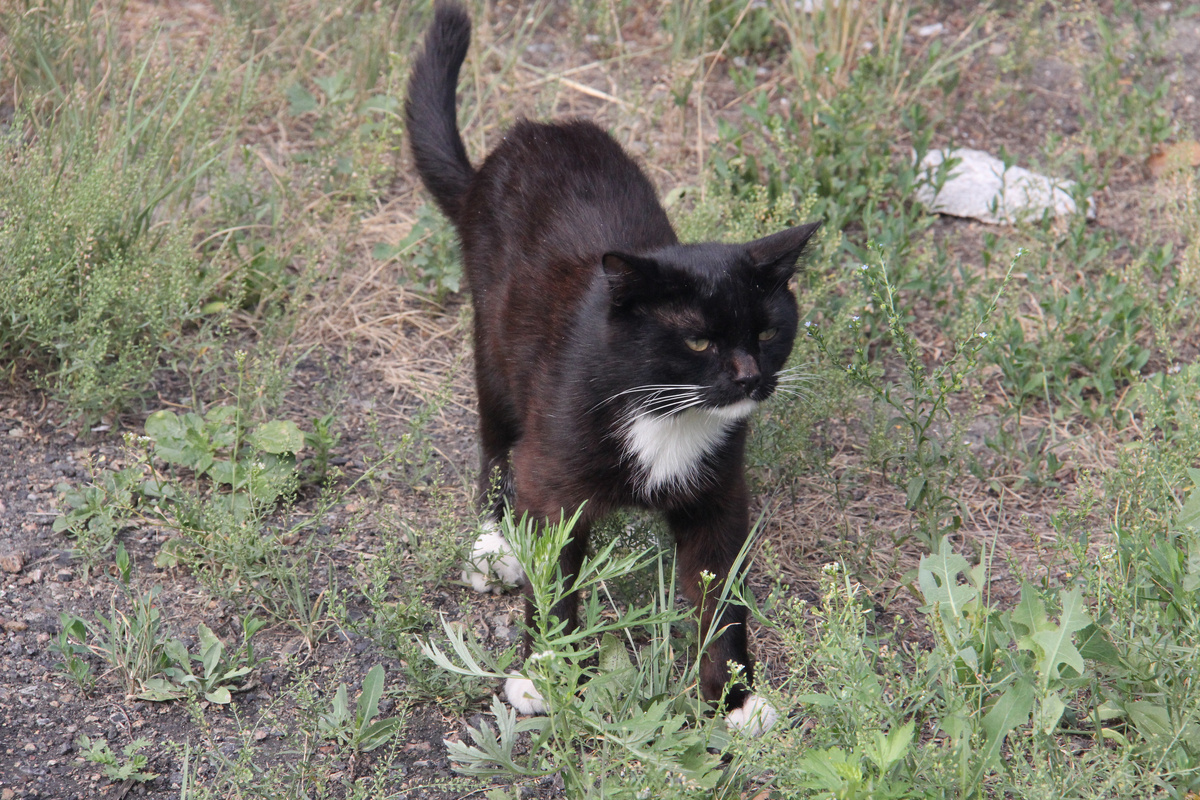 Его звали Черч