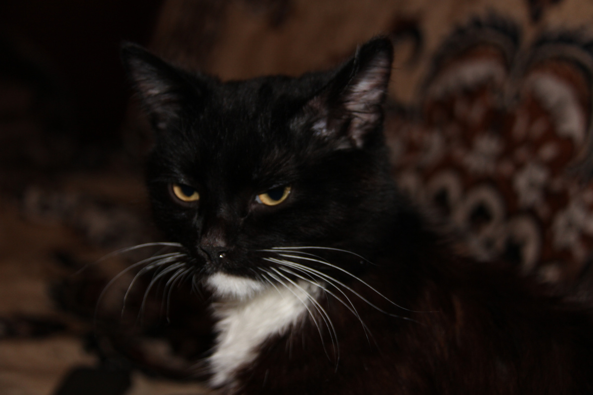 Суровый уральский кот