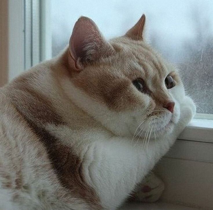 Фото с сервера Яндекс Картинки