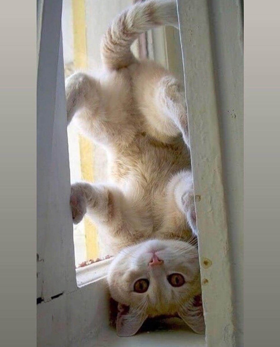 Фото с сервера Яндекс Картинки