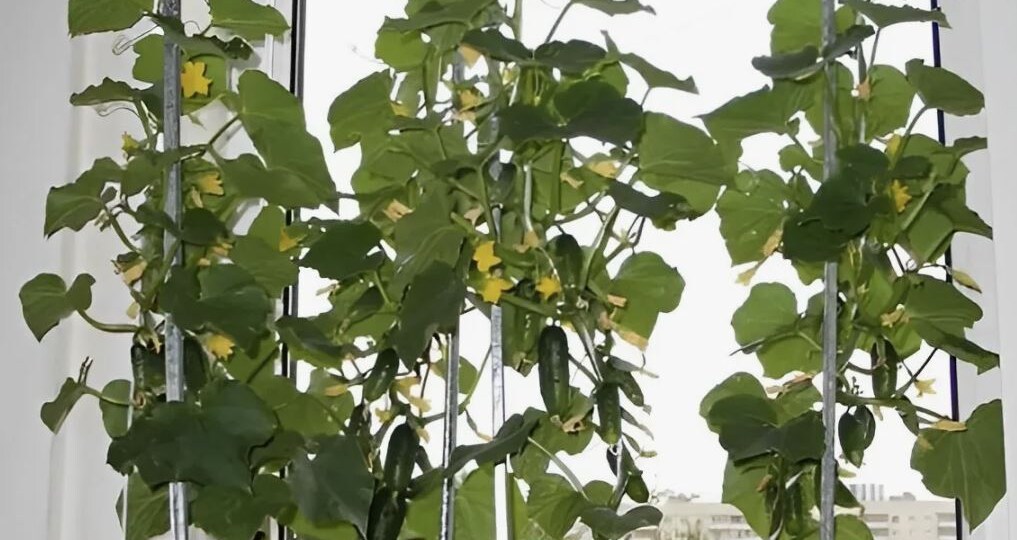 Огурцы, которые можно вырастить зимой на подоконнике 🥒❄️
