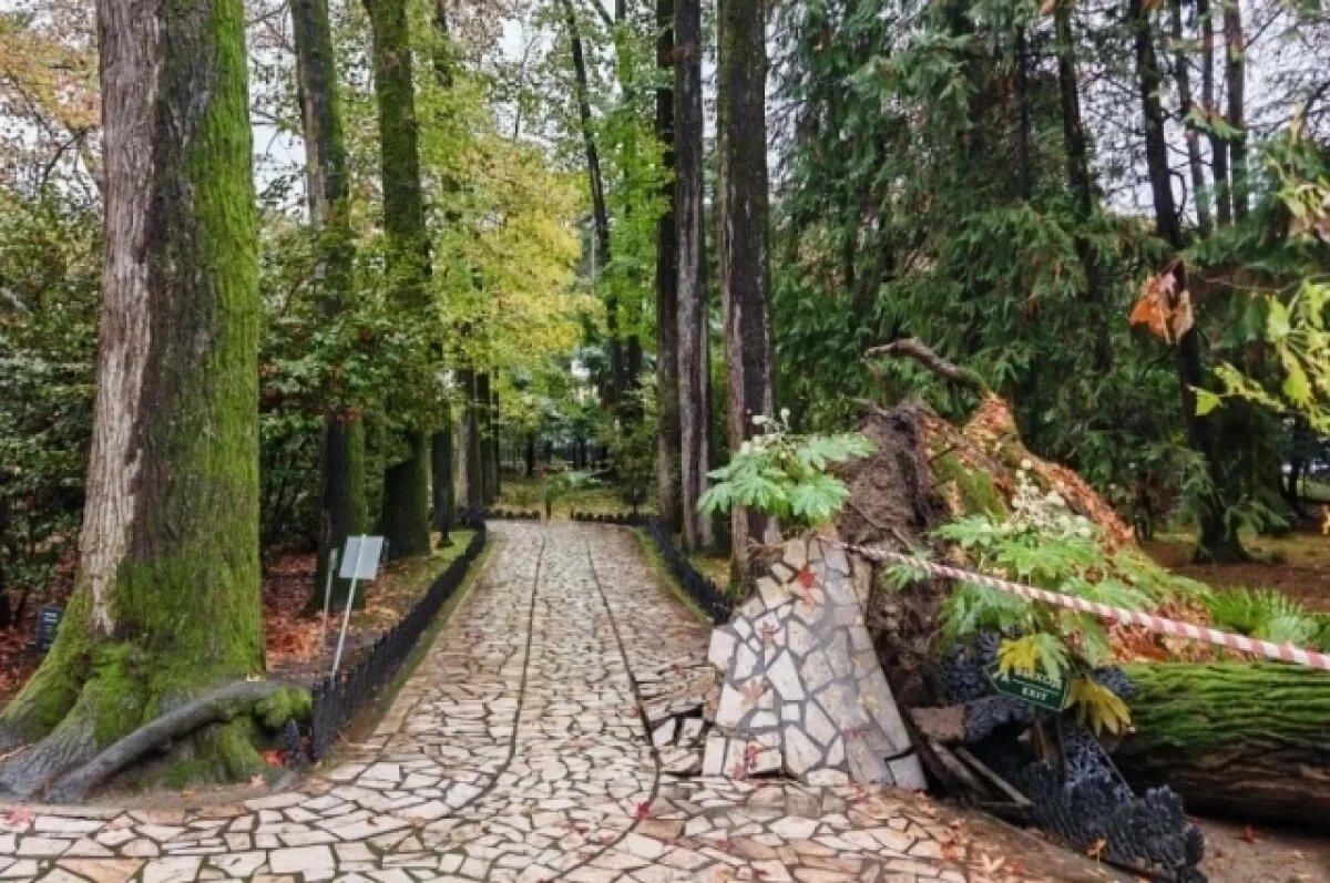    Рухнувший 130-летний ликвидамбр в Сочи едва не задел «Мальчика на камне»