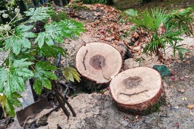    Фото: Сочинский национальный парк