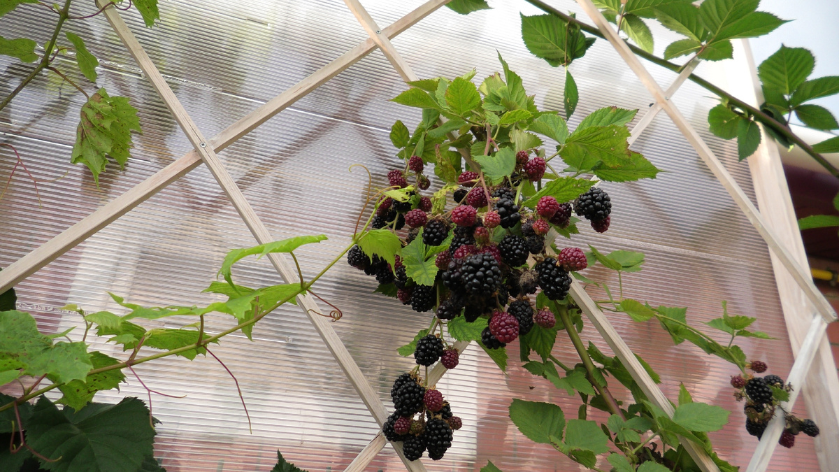 Ягоды ежевики