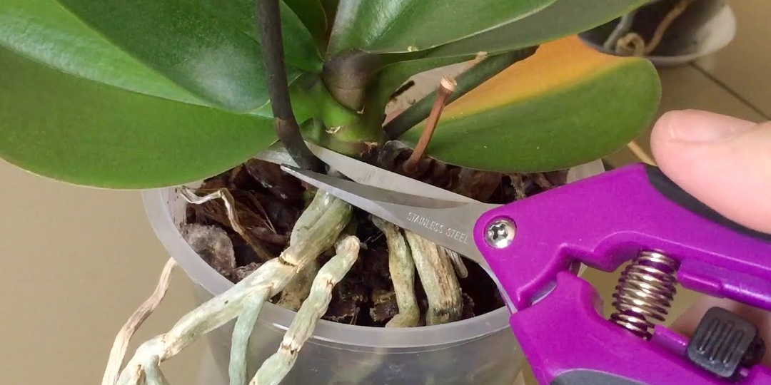 Отрезать цветонос орхидеи: когда, где и как правильно сделать срез