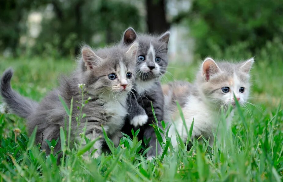 Фото из интернета