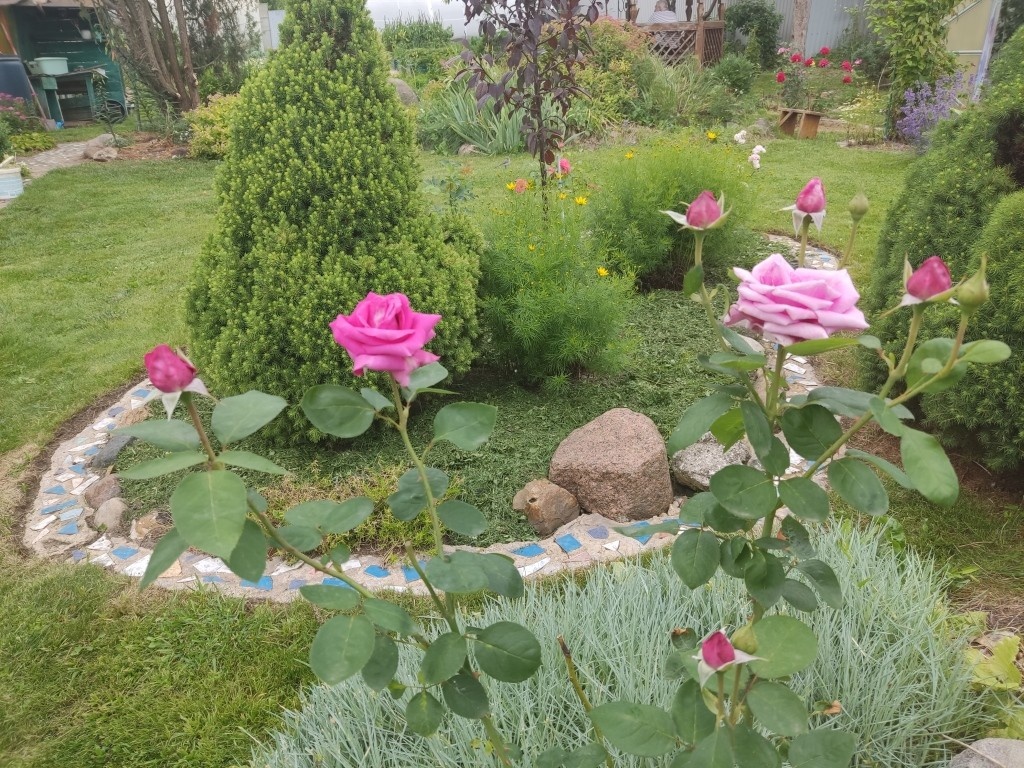 В верхней части снимка видна моя беседка...