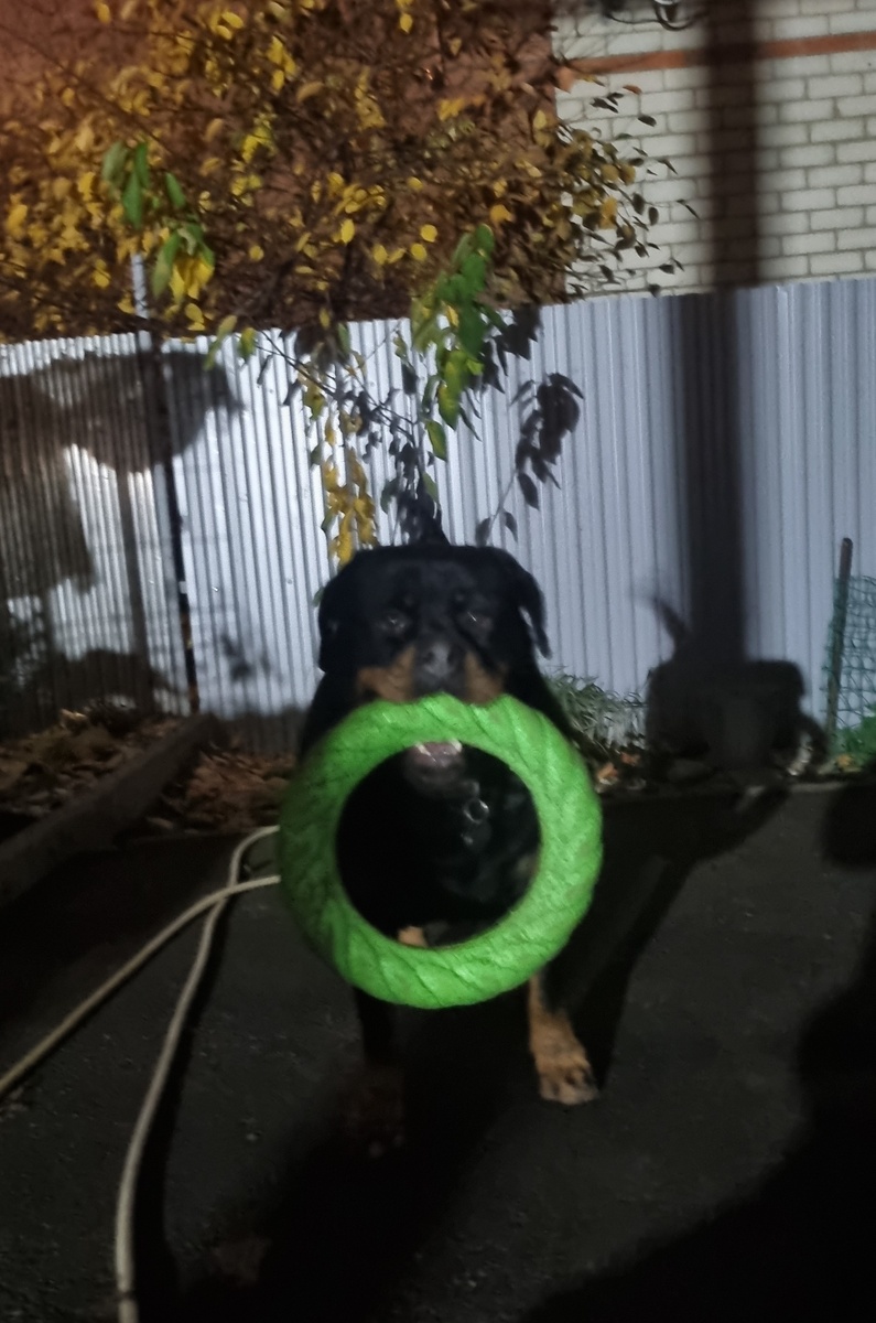 Берта уже устала ждать меня с работы, встречает с игрушкой в зубах.